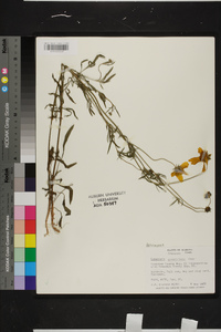 Coreopsis grandiflora image