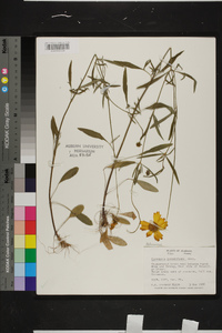 Coreopsis grandiflora image