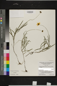 Coreopsis grandiflora image