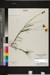 Coreopsis grandiflora image