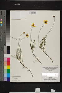 Coreopsis grandiflora var. inclinata image