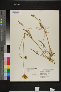 Coreopsis lanceolata image