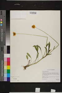 Coreopsis lanceolata image