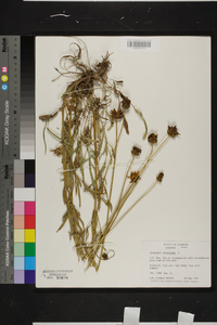 Coreopsis lanceolata image