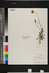 Coreopsis lanceolata image