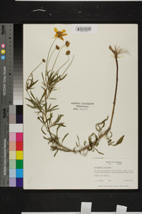 Coreopsis lanceolata image