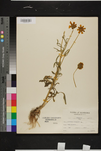 Coreopsis lanceolata image