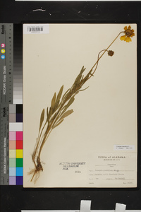 Coreopsis lanceolata image