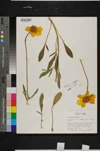 Coreopsis lanceolata image