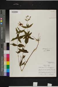 Coreopsis major image