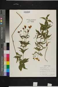 Coreopsis major image