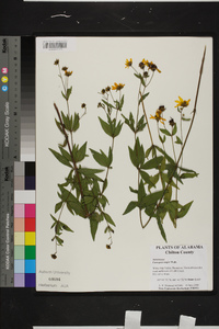 Coreopsis major image