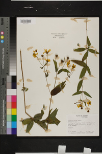 Coreopsis major image