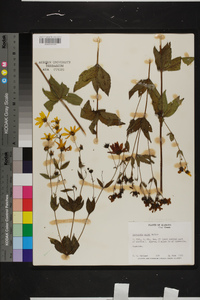 Coreopsis major image