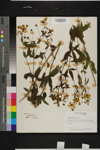 Coreopsis major image