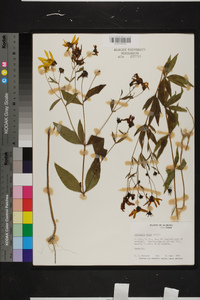 Coreopsis major image