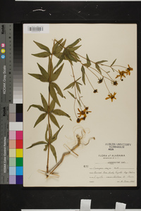 Coreopsis major image