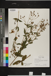 Coreopsis major image