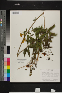 Coreopsis major image