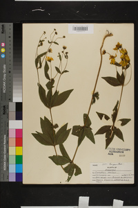 Coreopsis major image