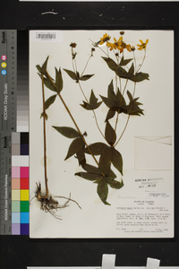 Coreopsis major image