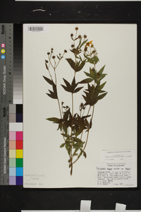 Coreopsis major var. major image