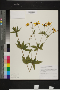 Coreopsis major image