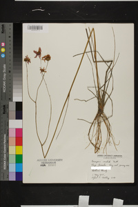 Coreopsis nudata image