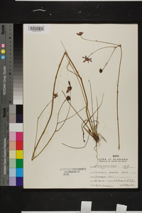 Coreopsis nudata image