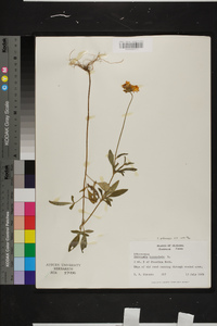 Coreopsis pubescens image