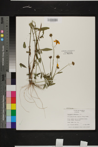 Coreopsis pubescens image