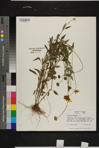 Coreopsis pubescens image