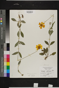 Coreopsis pubescens image