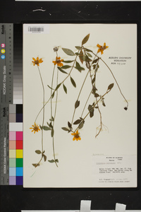 Coreopsis pubescens image