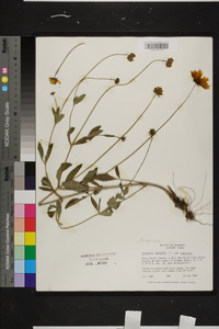 Coreopsis pubescens image