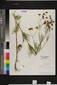 Coreopsis tinctoria image