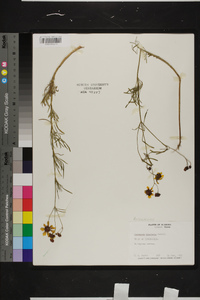 Coreopsis tinctoria image