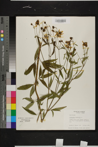 Coreopsis tripteris image