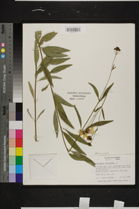 Coreopsis tripteris image