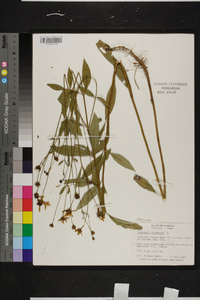 Coreopsis tripteris image