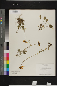 Coreopsis auriculata image