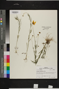 Coreopsis grandiflora image