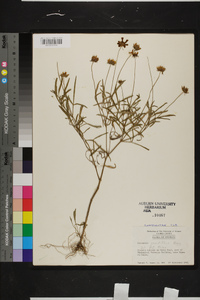 Coreopsis grandiflora image