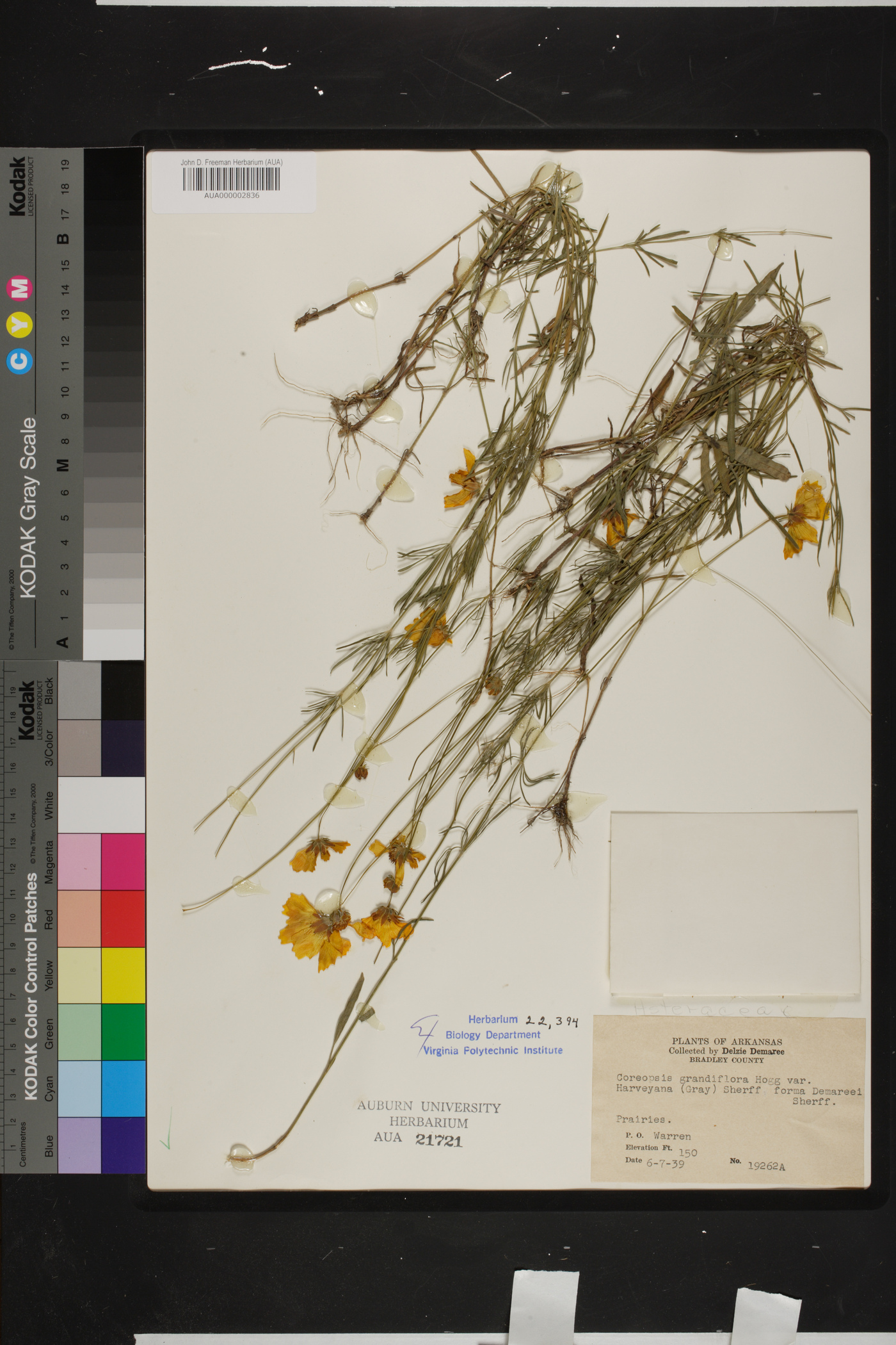 Coreopsis grandiflora var. harveyana image