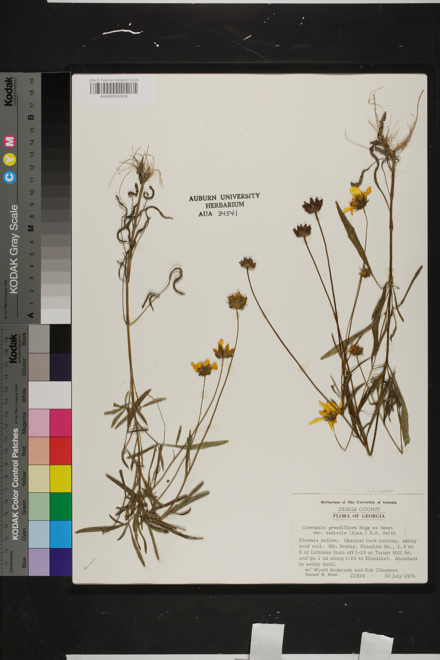 Coreopsis grandiflora var. saxicola image