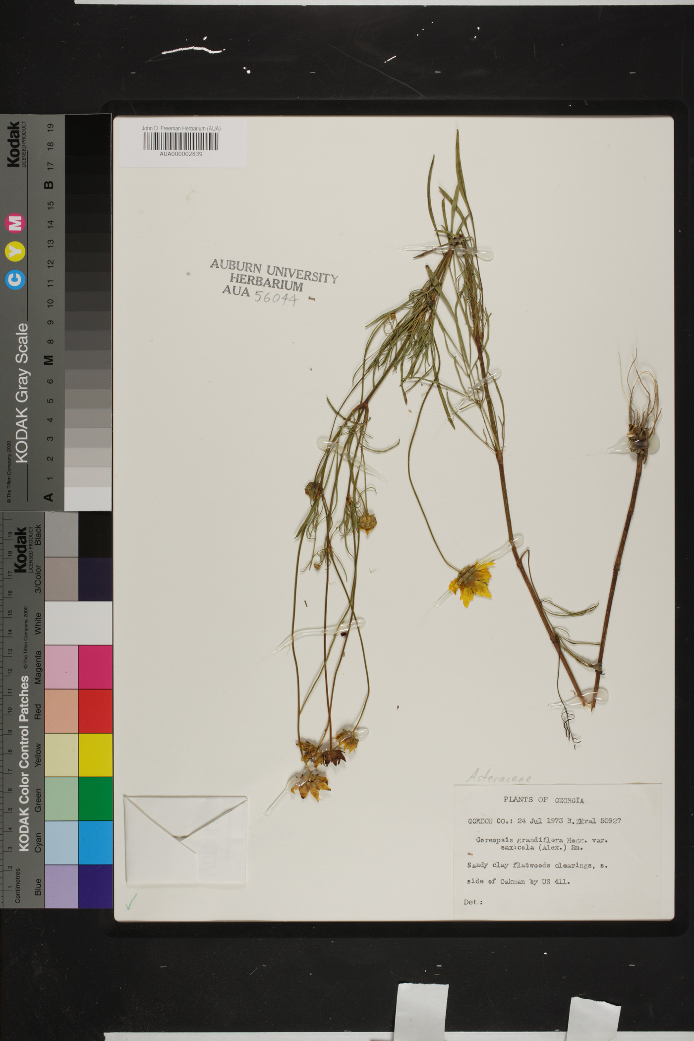 Coreopsis grandiflora var. saxicola image