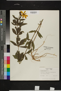 Coreopsis major image