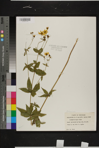 Coreopsis major image