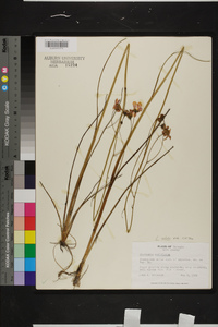 Coreopsis nudata image