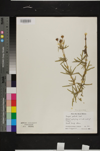 Coreopsis palmata image